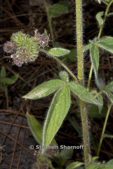 Called the branching phacelia.